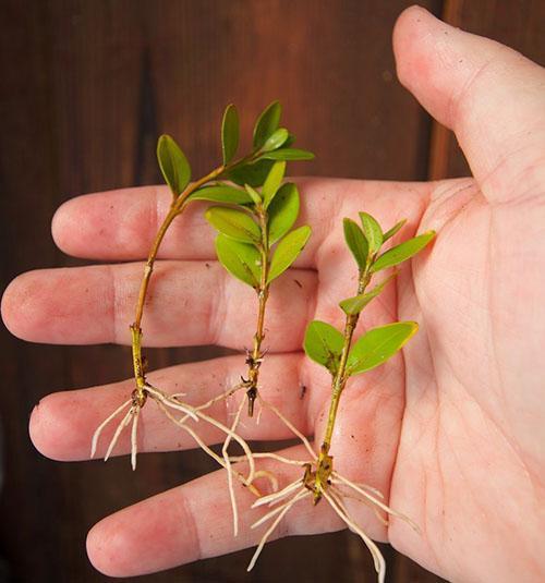 Le moyen le plus pratique de propager le buis est d'enraciner des boutures vertes