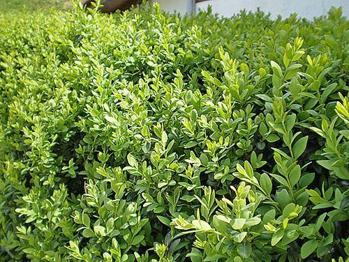 Buis persistant Buxus sempervirens