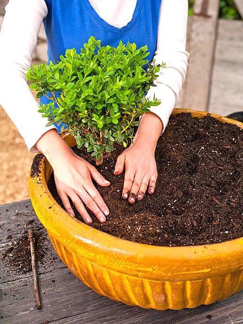 Les plantes de buis peuvent être cultivées avec succès dans des conteneurs et des pots de fleurs