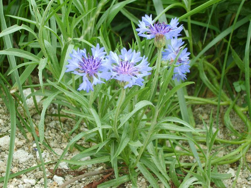 prendre soin des bleuets dans le jardin