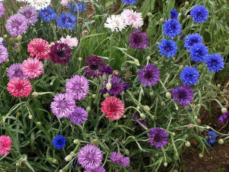 floraison luxuriante des bleuets après la taille