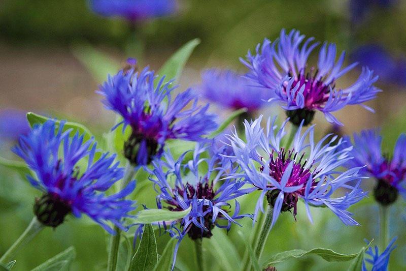 fleurs délicates