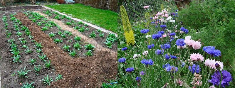 planter et entretenir des bleuets en plein champ