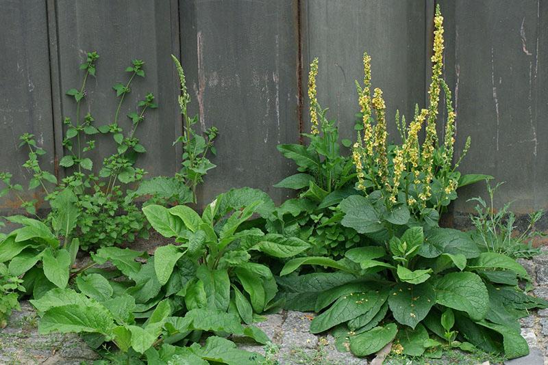 reproduction de verbascum sur le site