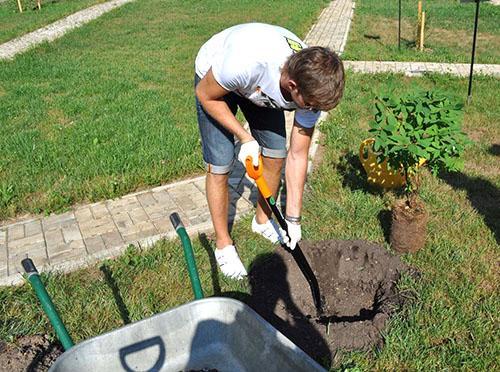 Plantation de chèvrefeuille sur le site