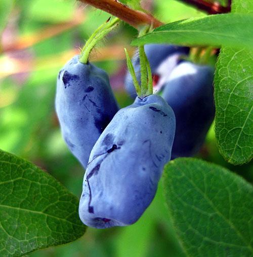 Variété Cendrillon