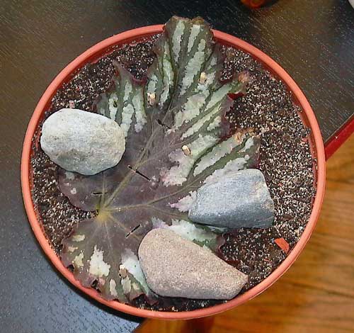 hoja de begonia incisa