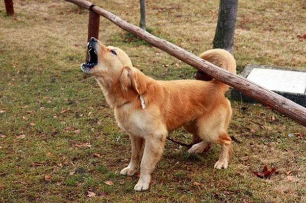 perro ladrando fuerte