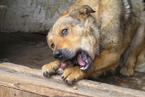 perro mastica un hueso