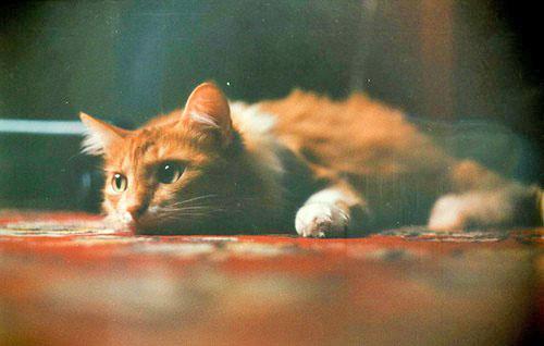 el gato esta aburrido