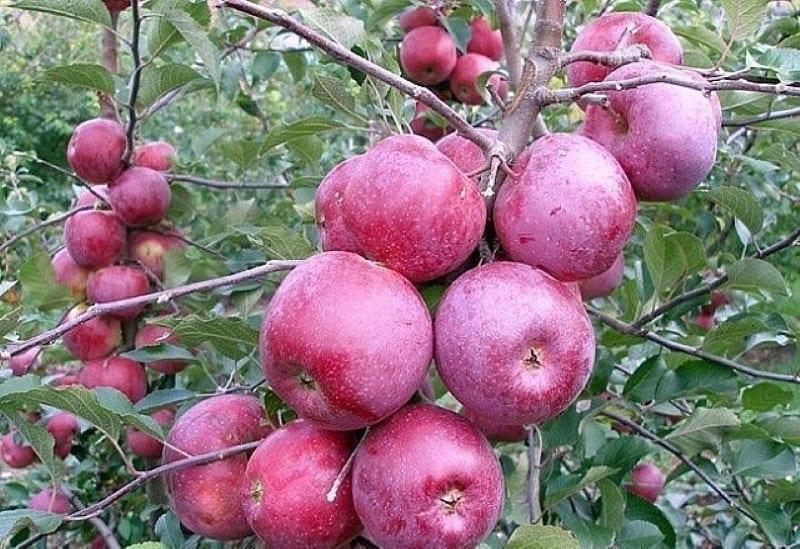 tipos de manzanas de invierno