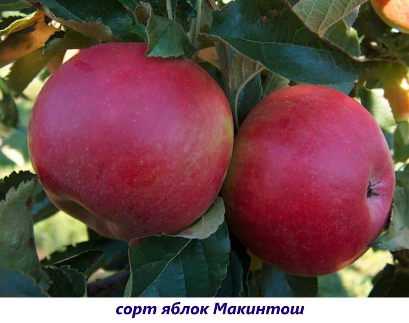 variedad de manzana mac