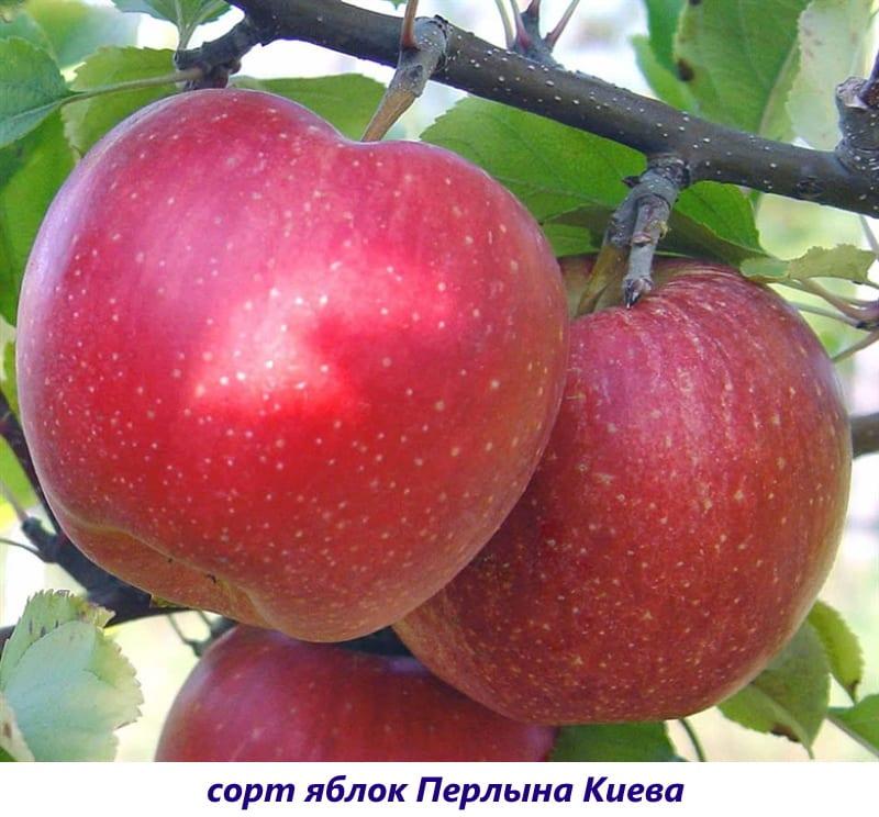 variedad de manzana kiev pearl