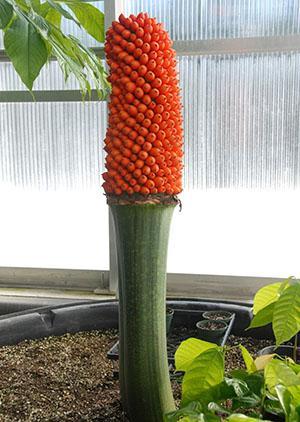 Des baies d'amorphophallus mûres, les graines peuvent être extraites pour la propagation des plantes