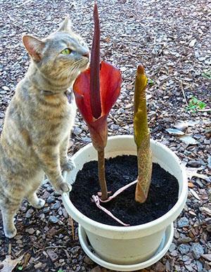 L'odeur inhabituelle de l'amorphophallus attire les insectes