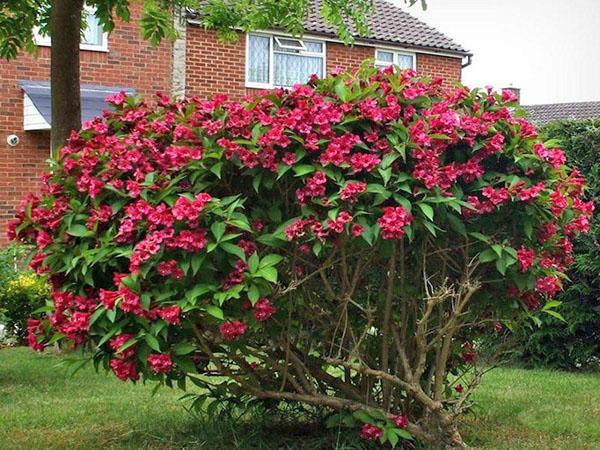 weigela à leur chalet d'été