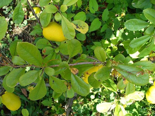 Fruit de coing japonais