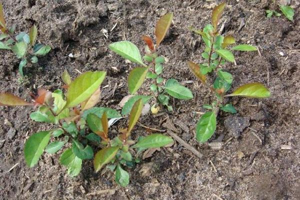 jeune plante dans le jardin