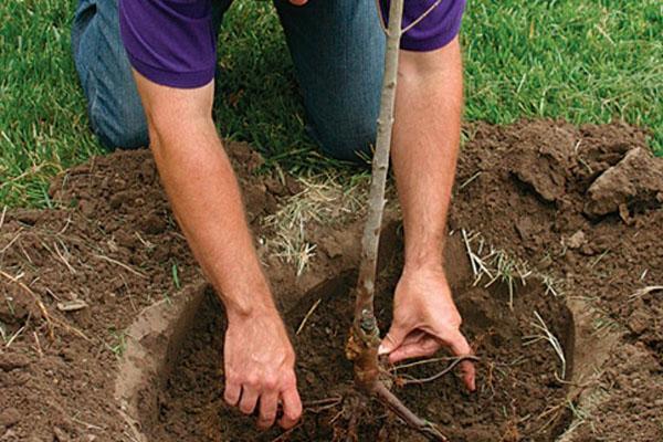 règles de plantation des semis