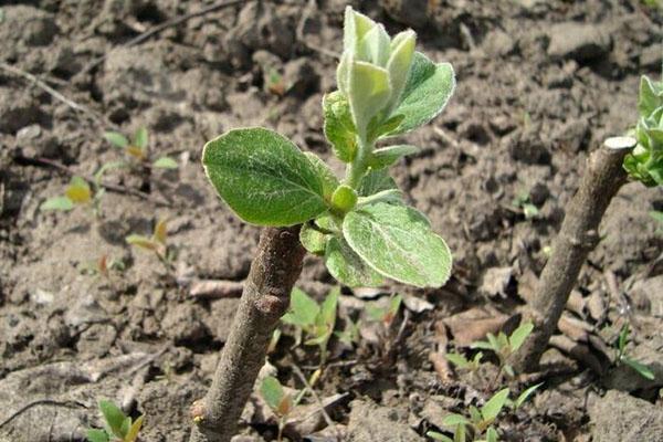 faire pousser des boutures de coing