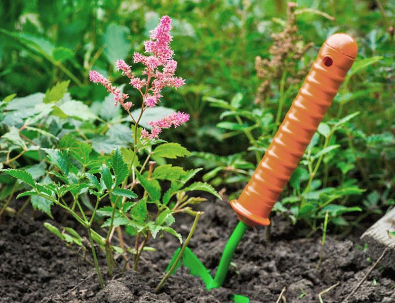 planter l'astilba dans un sol fertile