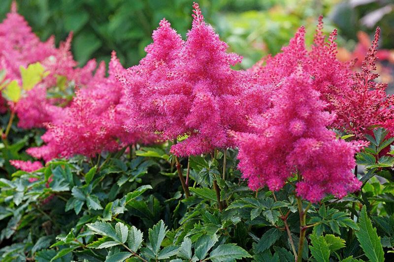 astilbe pyramidal