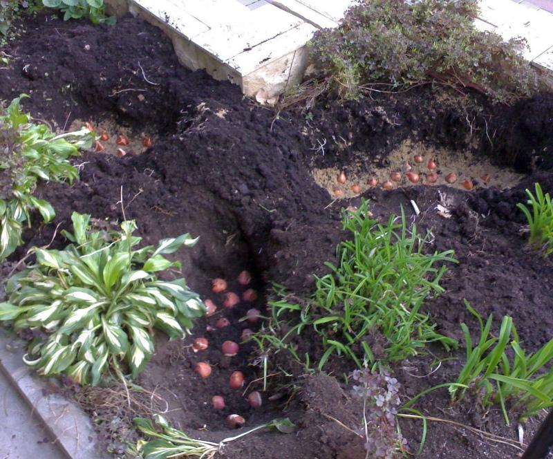 où planter des tulipes