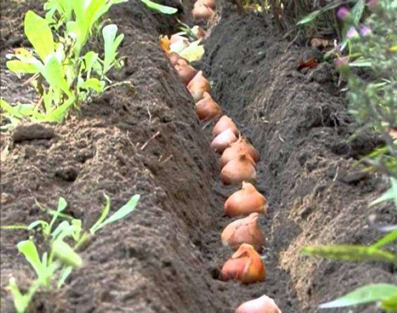 plantar tulipanes en una línea