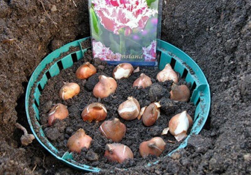 plantar tulipanes en cestas