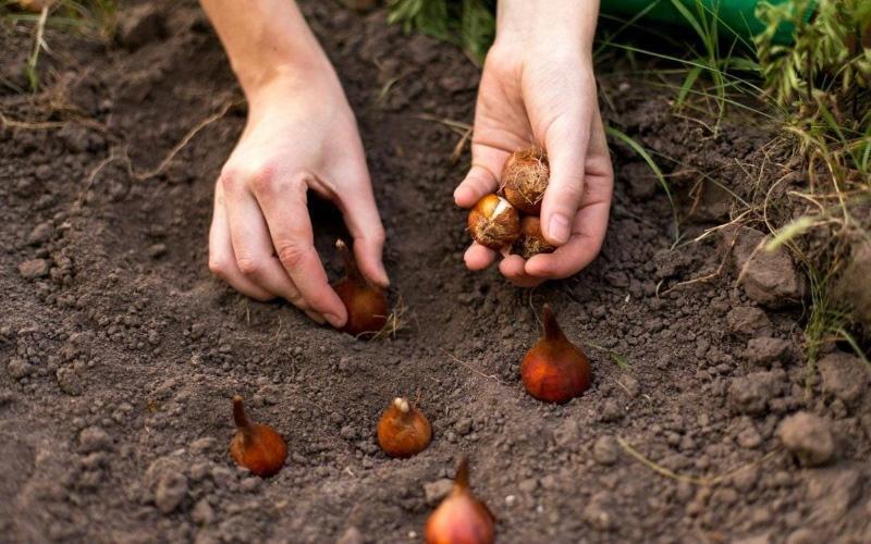 plantando tulipanes en el otoño en el suelo