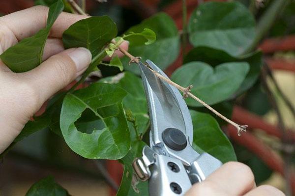 eliminación de brotes secos