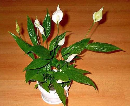 Spathiphyllum a besoin d'un endroit confortable sans courants d'air