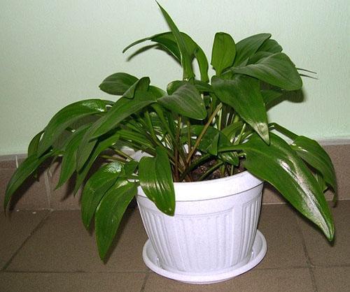 Dans un grand pot, la plante ne fleurira pas longtemps.