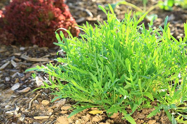 roquette dans un sol nutritif