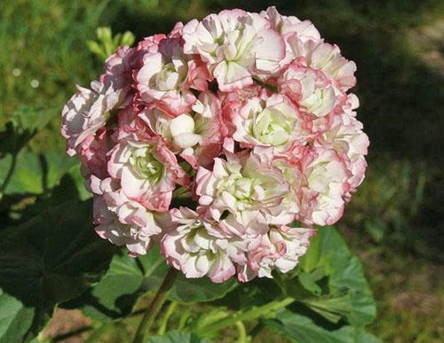 Pélargonium Fleur de pommier Bouton de rose