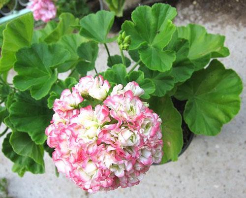 Jeune Pélargonium Appleblossom Rosebud