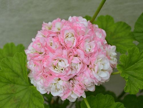 Pelargonium Avril Neige