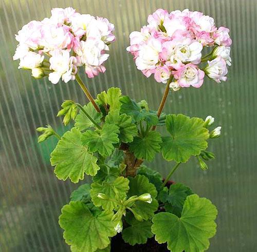 Floraison abondante de Pelargonium Avril Neige