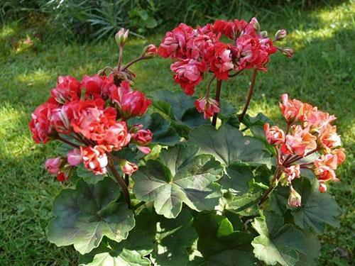 Pelargonium Vectis Rosebud en aménagement paysager