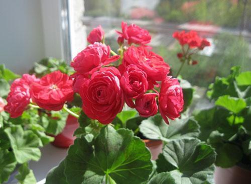 Pelargonium PAC Viva Rosita sur le rebord de la fenêtre