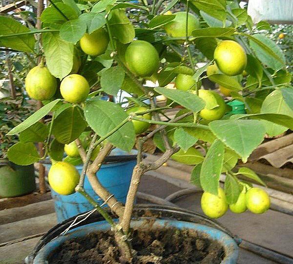 Guayaba fructífera en un vivero casero