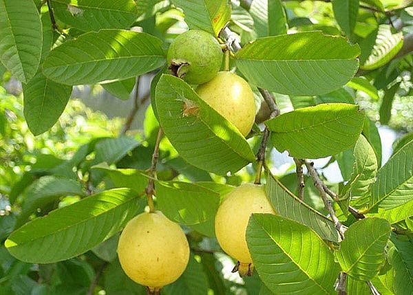 guayaba de árbol frutal