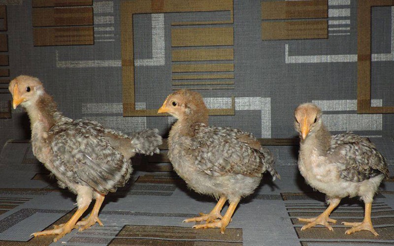 pollos crecidos