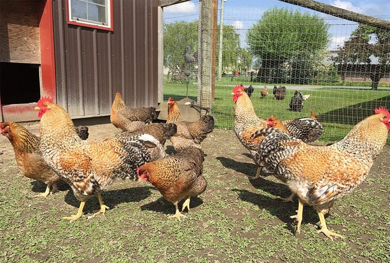 condiciones de cría de pollos