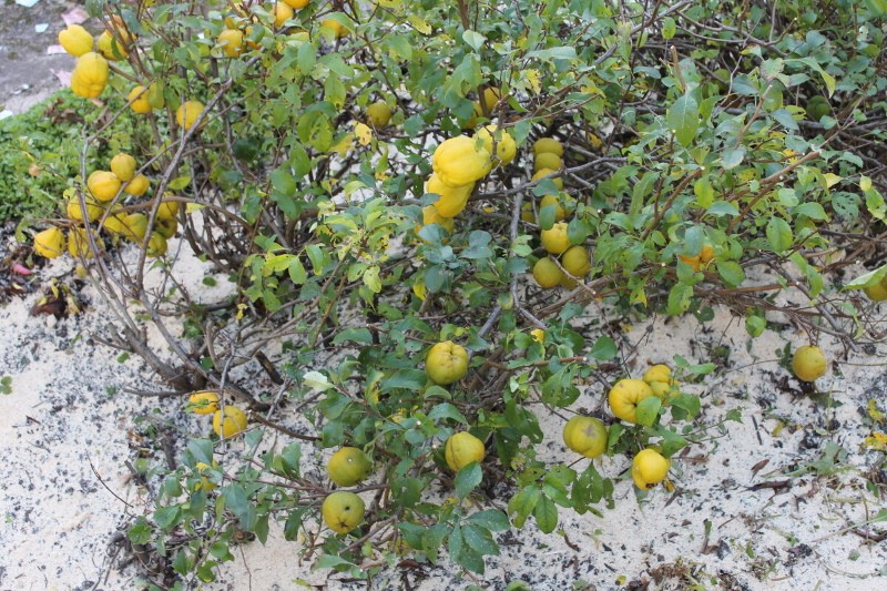 fruta chaenomeles