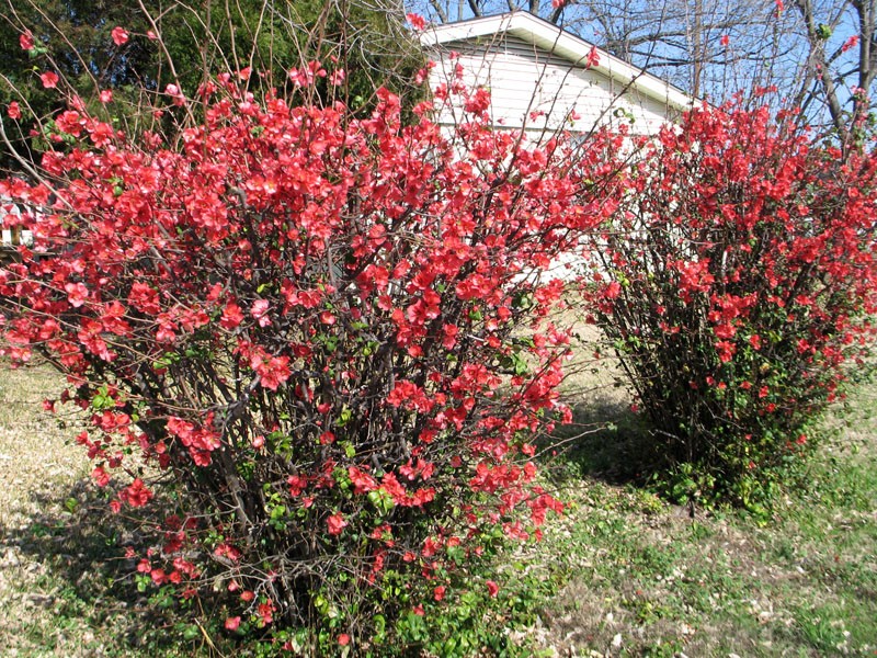 Henomeles membrillo japonés plantación y cuidado en el jardín.