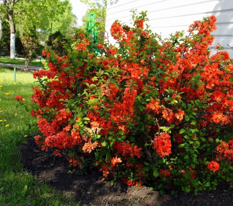 henomeles membrillo japonés plantación y cuidado