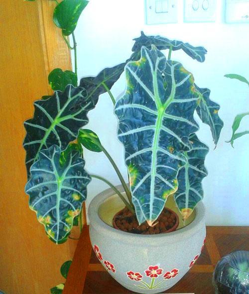 Necrosis foliar por alocasia