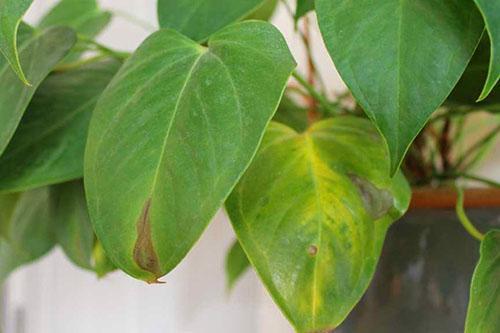 L'alocasia peut être causée par un courant d'air