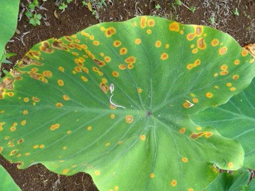 Fusarium y tizón tardío de las plantas